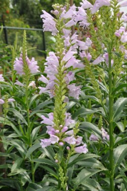 Physostegia virginiana 'Bouquet Rose'