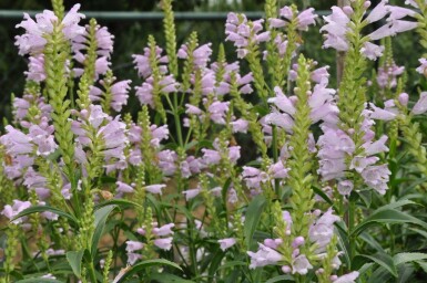 Physostégie de Virginie Physostegia virginiana 'Bouquet Rose' 5-10 Pot 9x9 cm (P9) Physostegia virginiana 'Bouquet Rose'