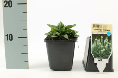 Physostégie de Virginie Physostegia virginiana 'Summer Snow' 5-10 Pot 9x9 cm (P9) Physostegia virginiana 'Summer Snow'