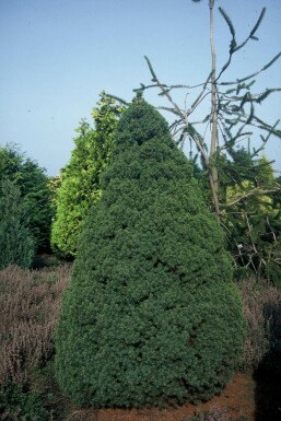 Épicéa glauque Picea glauca 'Conica Perfecta' Arbuste 20-30 Pot 2 l (C2)