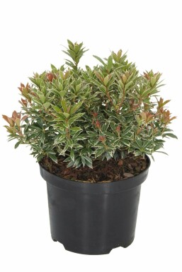 Piéris du Japon Pieris japonica 'Little Heath' Arbuste 15-20 Pot 2 l (C2)