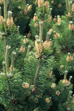 Pin mugho Pinus mugo Arbuste 20-30 Pot 2 l (C2)