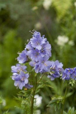 Polémoine bleue Polemonium caeruleum 15-20 Pot 9x9 cm (P9) Polemonium caeruleum
