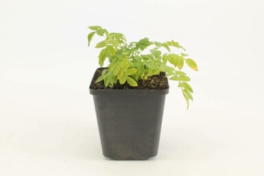 Polémoine bleue Polemonium caeruleum 'Album' 5-10 Pot 9x9 cm (P9) Polemonium caeruleum 'Album'