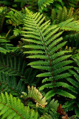 Aspidie du Japon Polystichum polyblepharum 5-10 Pot 9x9 cm (P9) Polystichum polyblepharum