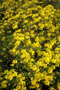 Potentille dorée Potentilla aurea 5-10 Pot 9x9 cm (P9) Potentilla aurea