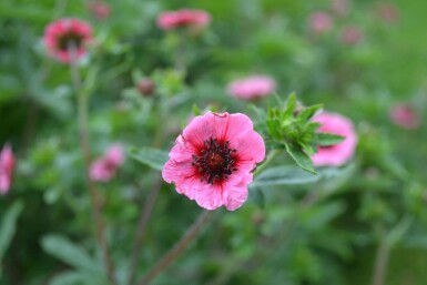 Potentille du Népal Potentilla nepalensis 'Miss Willmott' 5-10 Pot 9x9 cm (P9)