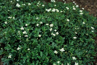 Potentille Potentilla tridentata 'Nuuk' 5-10 Pot 9x9 cm (P9)