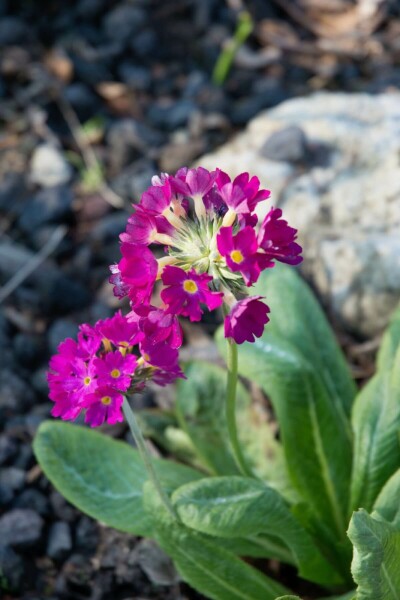 Primevère de l'Himalaya Primula denticulata 'Rubin' 5-10 Pot 9x9 cm (P9) Primula denticulata 'Rubin'