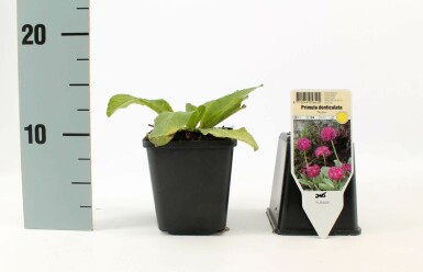 Primevère de l'Himalaya Primula denticulata 'Rubin' 5-10 Pot 9x9 cm (P9) Primula denticulata 'Rubin'