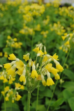 Primevère estivale du Tibet Primula florindae 5-10 Pot 9x9 cm (P9) Primula florindae