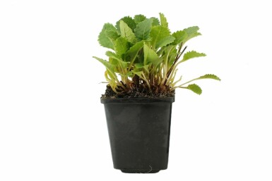 Primevère estivale du Tibet Primula florindae 5-10 Pot 9x9 cm (P9)