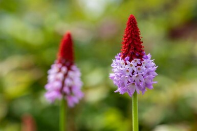 Primevère du père vial Primula vialii 10-15 Pot 2 l (C2) Primula vialii