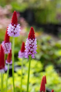 Primevère du père vial Primula vialii 5-10 Pot 9x9 cm (P9) Primula vialii