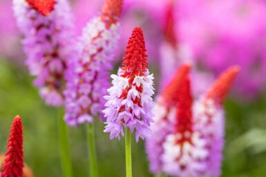 Primevère du père vial Primula vialii 5-10 Pot 9x9 cm (P9) Primula vialii