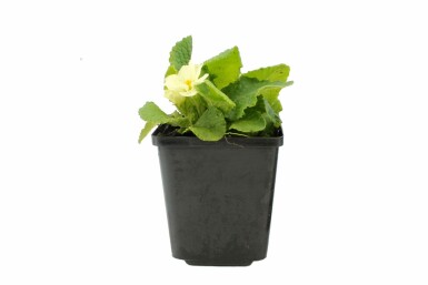 Primevère commune Primula vulgaris 5-10 Pot 9x9 cm (P9)