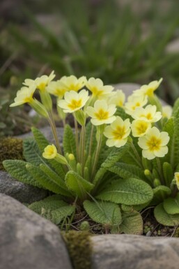 Primevère commune Primula vulgaris 5-10 Pot 9x9 cm (P9) Primula vulgaris
