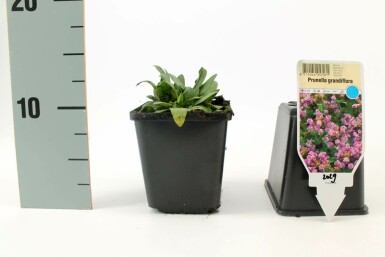 Brunelle à grandes fleurs Prunella grandiflora 5-10 Pot 9x9 cm (P9)