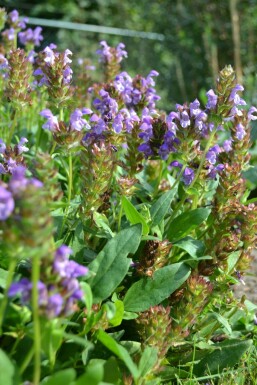 Brunelle à grandes fleurs Prunella grandiflora 5-10 Pot 9x9 cm (P9) Prunella grandiflora