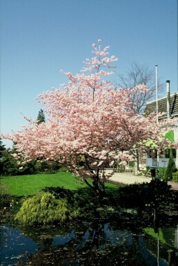 Prunier Prunus 'Accolade' Arbuste 100-125 Pot 12 l (C12)