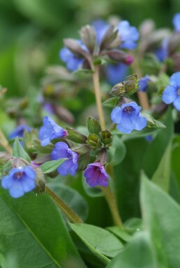 Pulmonaire australe Pulmonaria angustifolia 'Blue Ensign' 5-10 Pot 9x9 cm (P9) Pulmonaria angustifolia 'Blue Ensign'