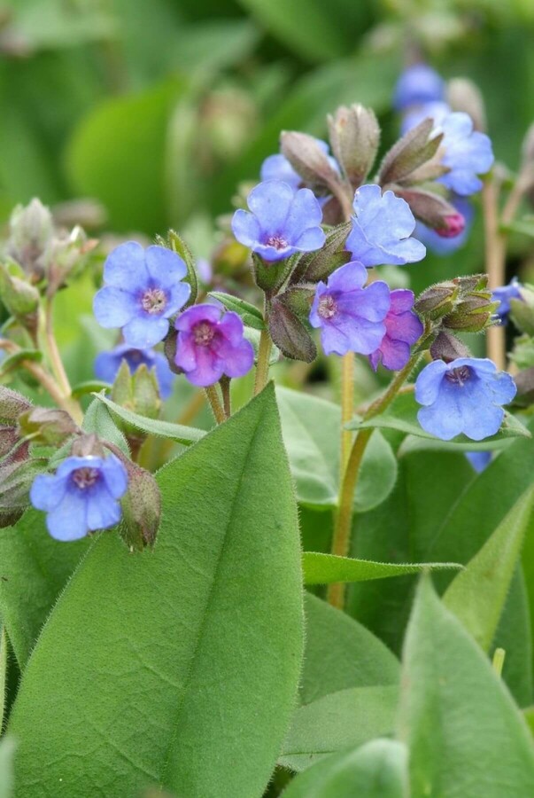 Pulmonaire australe Pulmonaria angustifolia 'Blue Ensign' 5-10 Pot 9x9 cm (P9) Pulmonaria angustifolia 'Blue Ensign'