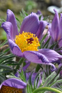 Pulsatille commune Pulsatilla vulgaris 5-10 Pot 9x9 cm (P9)