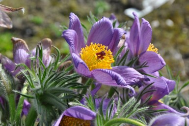 Pulsatille commune Pulsatilla vulgaris 5-10 Pot 9x9 cm (P9)