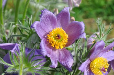 Pulsatille commune Pulsatilla vulgaris 5-10 Pot 9x9 cm (P9) Pulsatilla vulgaris