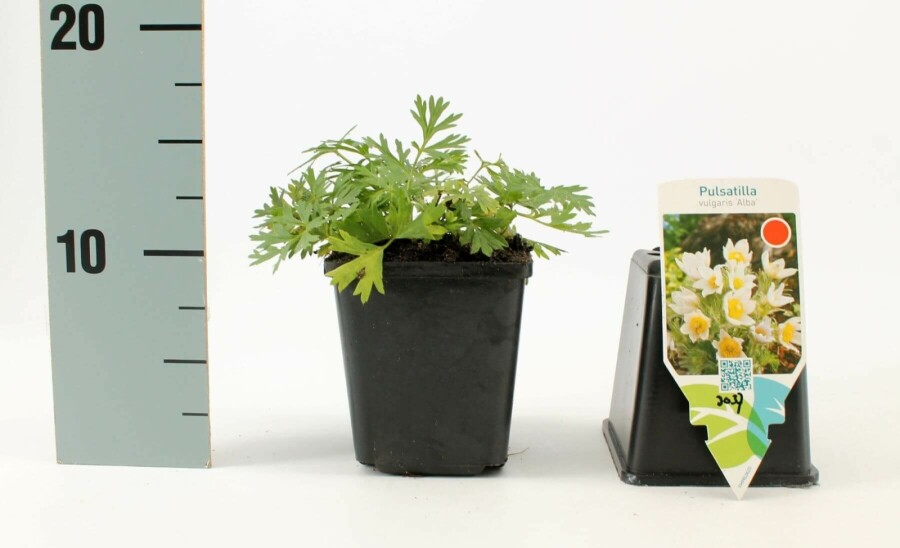Pulsatille commune Pulsatilla vulgaris 'Alba' 5-10 Pot 9x9 cm (P9) Pulsatilla vulgaris 'Alba'