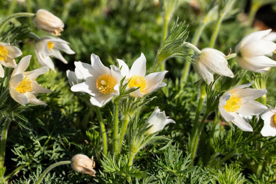 Pulsatille commune Pulsatilla vulgaris 'Alba' 5-10 Pot 9x9 cm (P9) Pulsatilla vulgaris 'Alba'