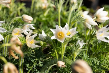 Pulsatille commune Pulsatilla vulgaris 'Alba' 5-10 Pot 9x9 cm (P9) Pulsatilla vulgaris 'Alba'