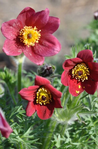 Pulsatille commune Pulsatilla vulgaris 'Rubra' 5-10 Pot 9x9 cm (P9) Pulsatilla vulgaris 'Rubra'