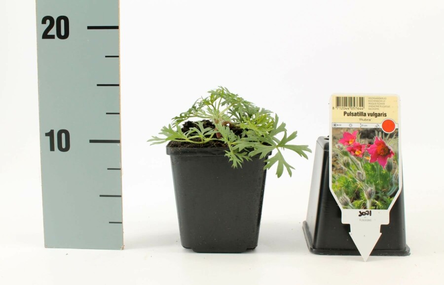 Pulsatille commune Pulsatilla vulgaris 'Rubra' 5-10 Pot 9x9 cm (P9) Pulsatilla vulgaris 'Rubra'