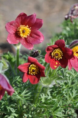 Pulsatille commune Pulsatilla vulgaris 'Rubra' 5-10 Pot 9x9 cm (P9)