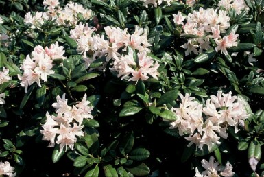 Rhododendron Rhododendron 'Cunningham's White' Arbuste 40-50 Pot 7,5 l (C7,5)