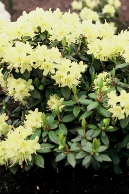 Rhododendron Rhododendron 'Princess Anne' Arbuste 20-30 Pot 2 l (C2)