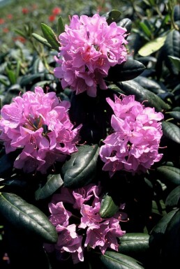 Rhododendron Rhododendron 'Roseum Elegans' Arbuste 60-80 Pot 10 l (C10)