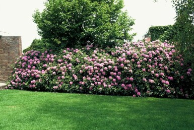 Rhododendron Rhododendron 'Roseum Elegans' Arbuste 60-80 Pot 10 l (C10)