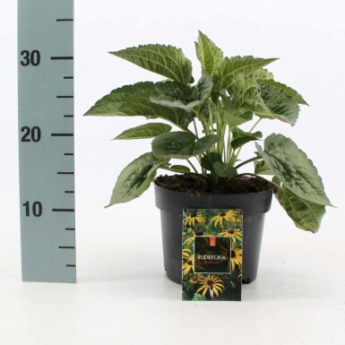 Rudbeckie brillante Rudbeckia fulgida 'Goldsturm' 10-15 Pot 2 l (C2) Rudbeckia fulgida 'Goldsturm'