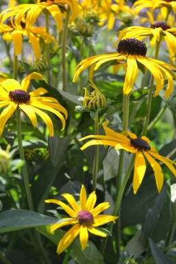 Rudbeckie brillante Rudbeckia fulgida 'Goldsturm' 10-15 Pot 2 l (C2) Rudbeckia fulgida 'Goldsturm'