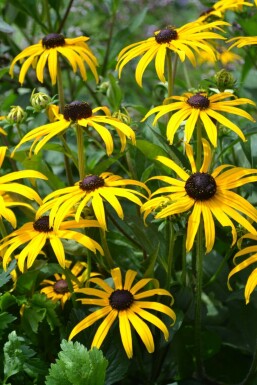 Rudbeckie brillante Rudbeckia fulgida 'Goldsturm' 5-10 Pot 9x9 cm (P9) Rudbeckia fulgida 'Goldsturm'
