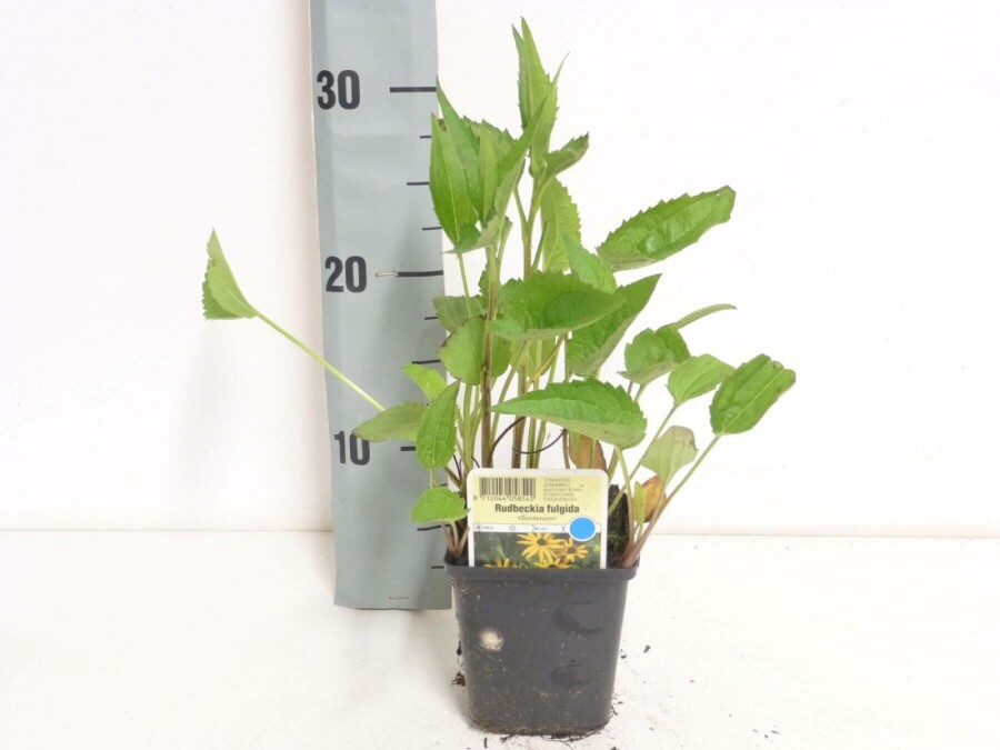 Rudbeckie brillante Rudbeckia fulgida 'Goldsturm' 5-10 Pot 9x9 cm (P9) Rudbeckia fulgida 'Goldsturm'