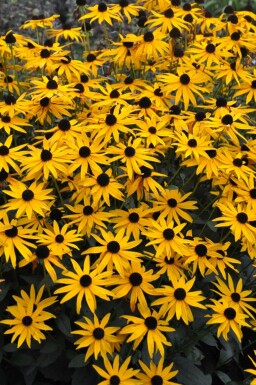 Rudbeckie brillante Rudbeckia fulgida 'Goldsturm' 5-10 Pot 9x9 cm (P9) Rudbeckia fulgida 'Goldsturm'