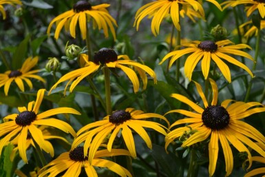 Rudbeckie brillante Rudbeckia fulgida 'Goldsturm' 5-10 Pot 9x9 cm (P9) Rudbeckia fulgida 'Goldsturm'
