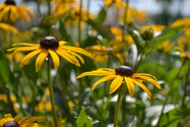 Rudbeckie brillante Rudbeckia fulgida 'Goldsturm' 5-10 Pot 9x9 cm (P9) Rudbeckia fulgida 'Goldsturm'