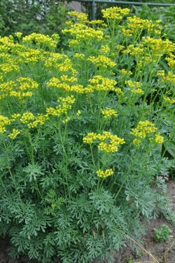 Rue odorante Ruta graveolens 5-10 Pot 9x9 cm (P9) Ruta graveolens