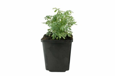 Rue odorante Ruta graveolens 5-10 Pot 9x9 cm (P9) Ruta graveolens
