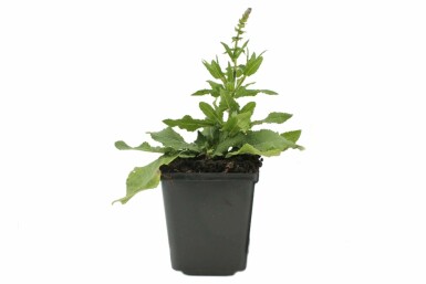 Sauge des bois Salvia nemorosa 'Blaukonigin' 5-10 Pot 9x9 cm (P9)