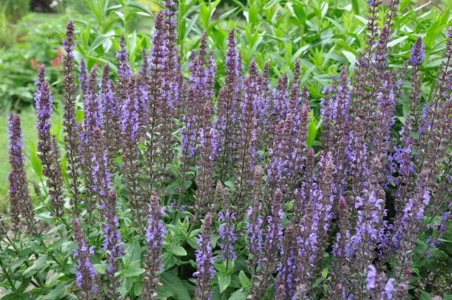 Sauge des bois Salvia nemorosa 'Blaukonigin' 5-10 Pot 9x9 cm (P9) Salvia nemorosa 'Blaukonigin'